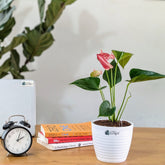 Anthurium Candy cane, with 5.5 Inches white Decor pot.